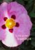 Inner Light
