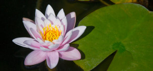 Lotus website (F) (1 of 1)